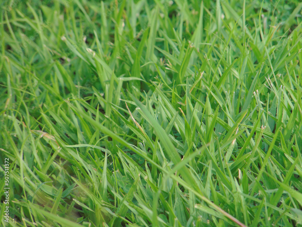 photograph of green grass outdoors. grass in the yard. grass in the field. photograph of green grass outdoors. grass in the yard. grass in the field.
