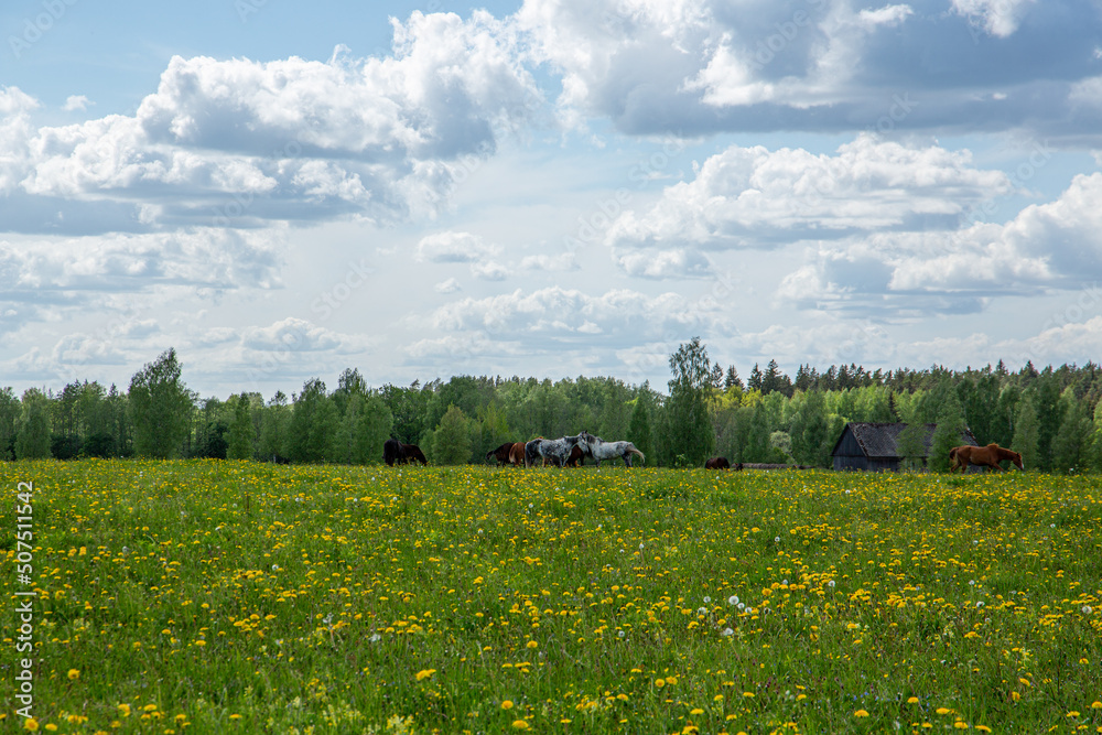 Countryside scene with horses in the field full of blooming dandelions in May in Latvia