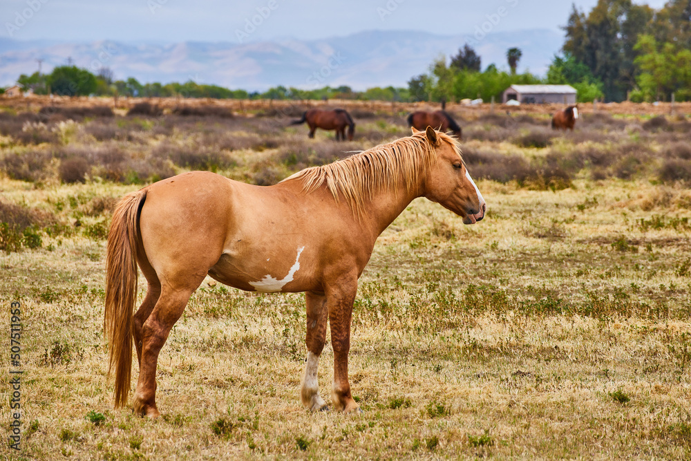 Fototapeta premium Large light brown horse resting in field