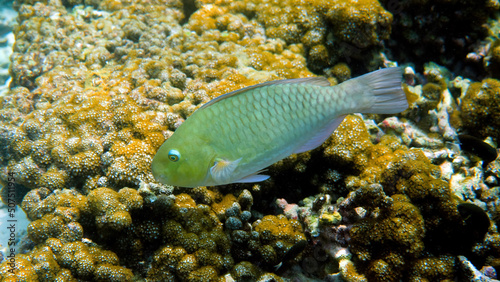 Underwater photo of violet-lined parrotfish or scarus globiceps swimming among tropical coral reefs. Scuba diving or snorkeling. Travel and enjoy sea wildlife in Thailand. Biodiversity and ecosystem photo