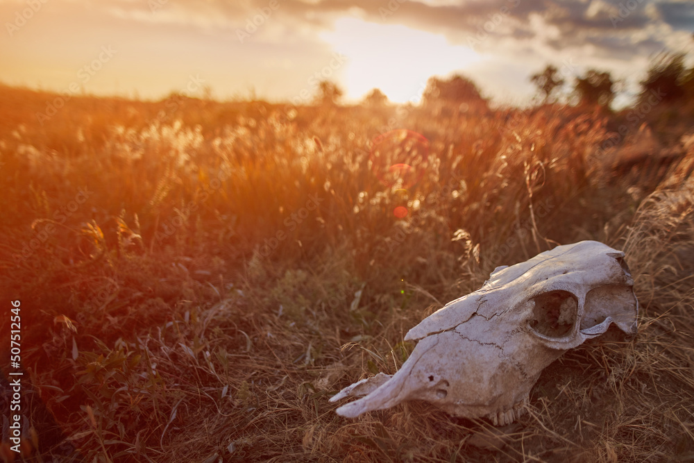 Obraz premium Concept of death. Animal skull on an old faded grass during a summer evening sunset. Death valley landscape in prairie