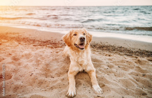 Fototapeta Naklejka Na Ścianę i Meble -  The dog sits on a sea beach. Concept of the summer adventures with the golden retriever at the seaside vacation.