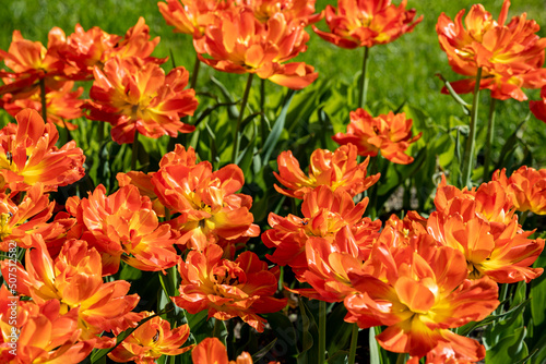 red yellow tulips