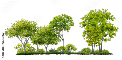 Vector watercolor of forest or tree side view isolated on white background for landscape and architecture drawing, elements for environment and garden,botanical elements 