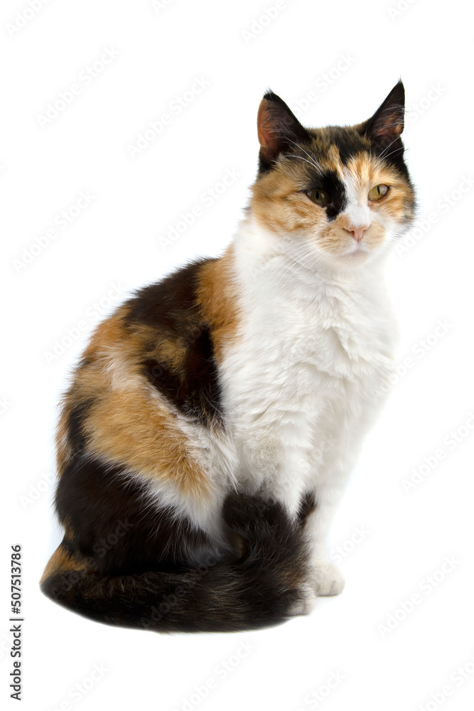 Turtle three color young cat isolated on white background Turtle three color young cat isolated on white background