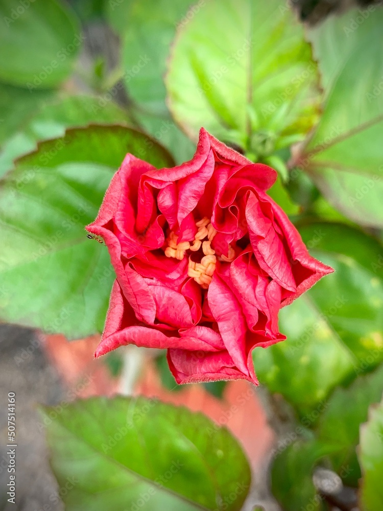 red flower