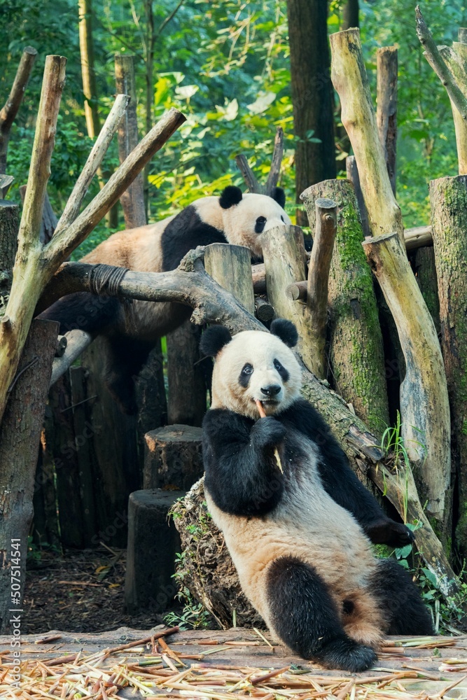Obraz premium Giant Panda
