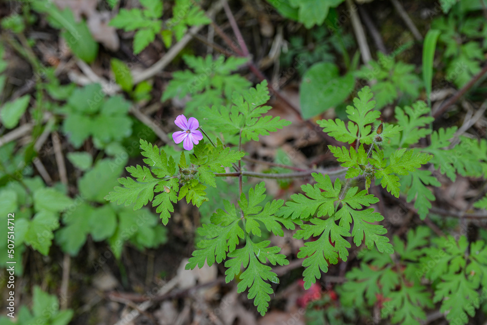 Geranium (Geranium robertianum) grows in the wild . Geranium (Geranium robertianum) grows in the wild .