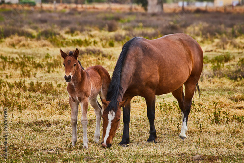 Baby foal and momma horse together in field