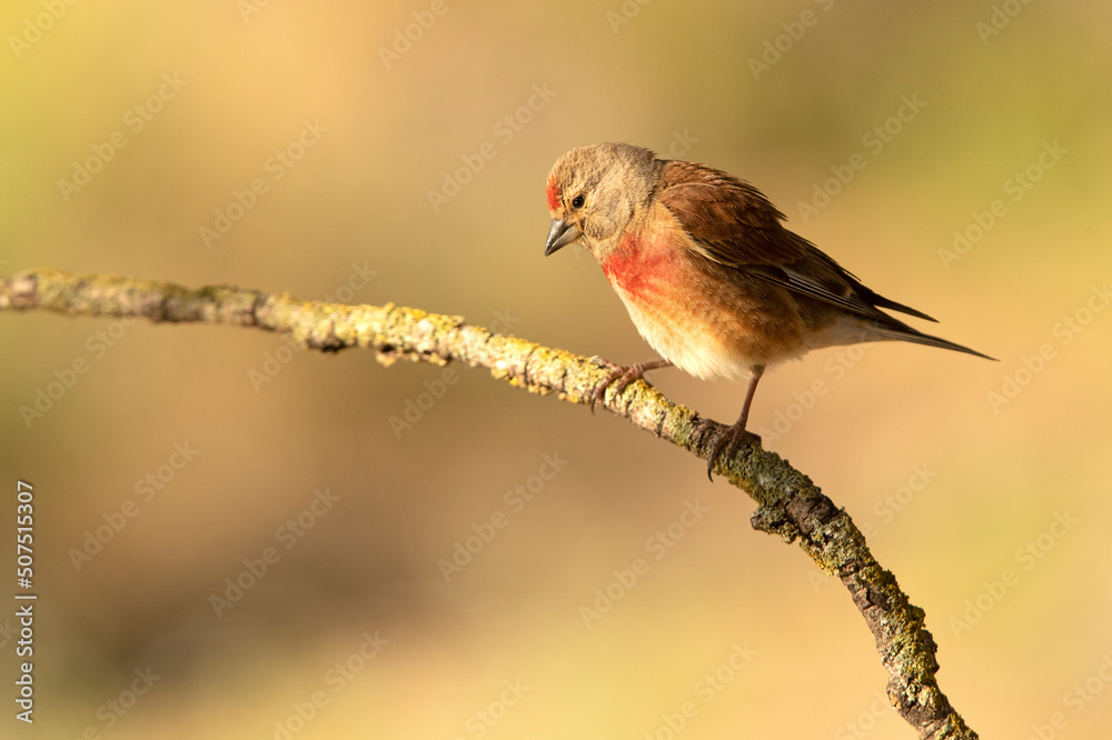 Adult male Common linnet in rutting plumage with early morning light Adult male Common linnet in rutting plumage with early morning light