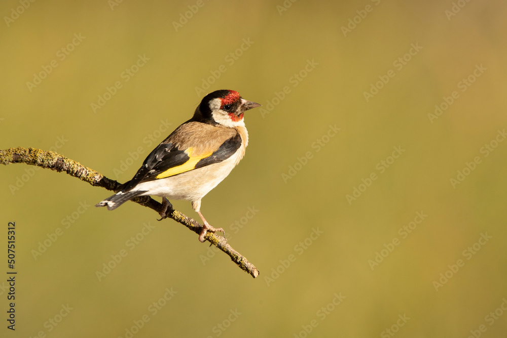 European goldfinch with the first light of the morning in an oak forest European goldfinch with the first light of the morning in an oak forest