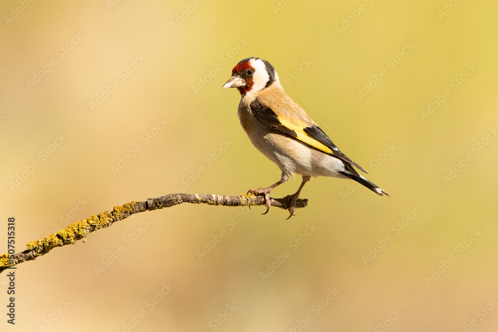European goldfinch with the first light of the morning in an oak forest European goldfinch with the first light of the morning in an oak forest