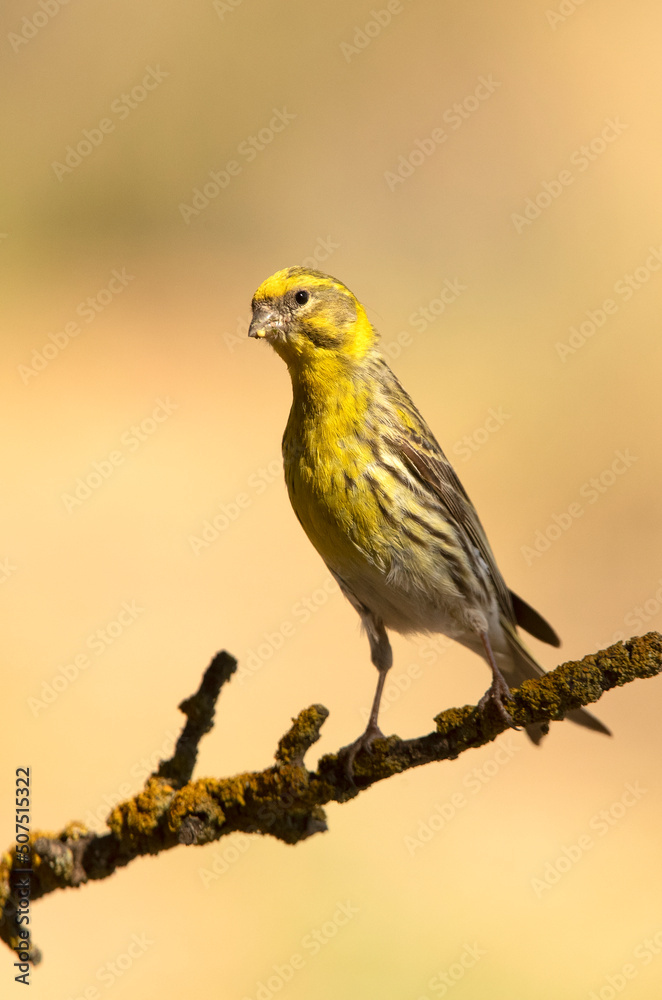 European serin with the last lights of the afternoon of a spring day in an innkeeper in a Mediterranean forest