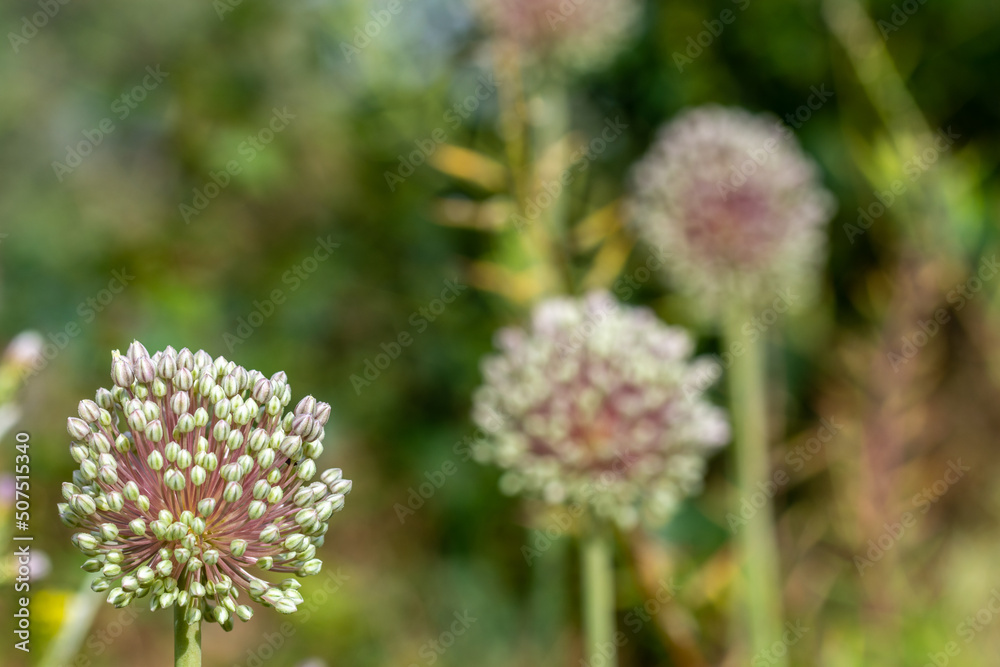Detail of the flower of wild leek (Allium ampeloprasum) in the field Detail of the flower of wild leek (Allium ampeloprasum) in the field