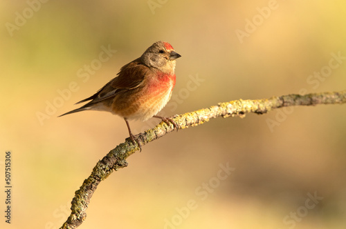 Photos Adult male Common linnet in rutting plumage with early morning light