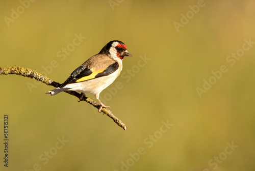 European goldfinch in a natural water point in summer with the first light of the day