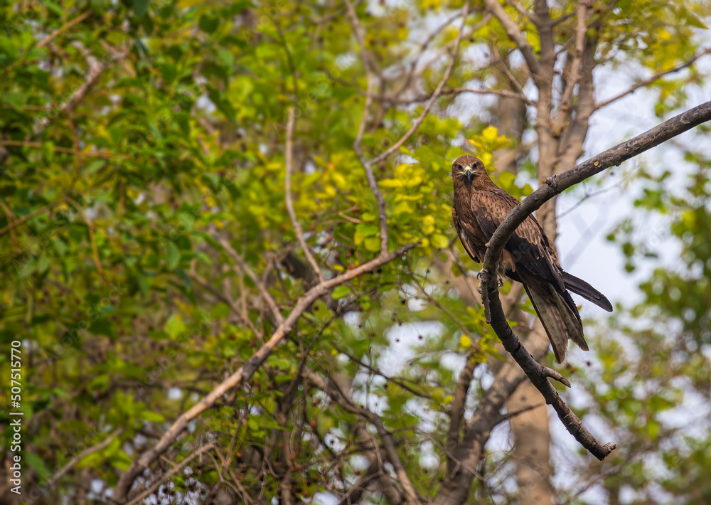 Black Kite on a tree