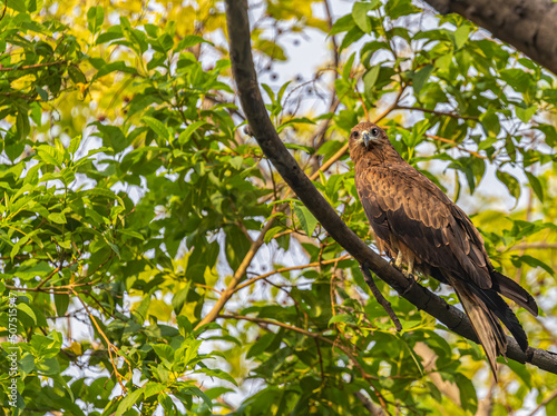 Wallpaper Mural A Black Kite on a tree Torontodigital.ca