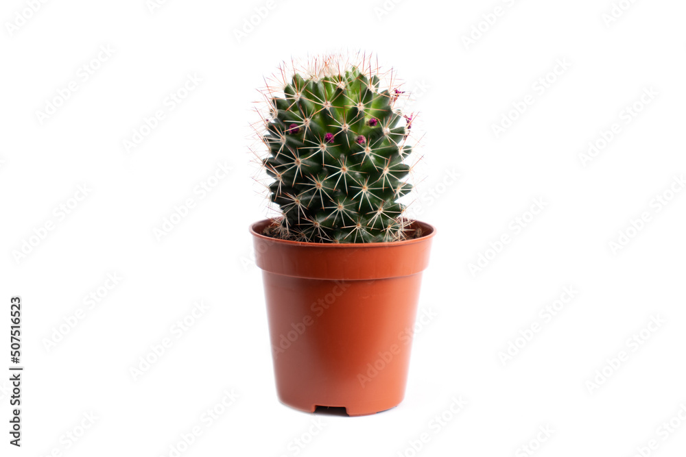 Cactus isolated on white background. Home Flower concept. Cactus isolated on white background. Home Flower concept.