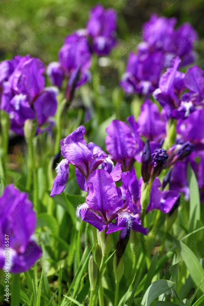 Purple iris flowers with water drops from the rain in the garden close-up. Spring floral background Purple iris flowers with water drops from the rain in the garden close-up. Spring floral background