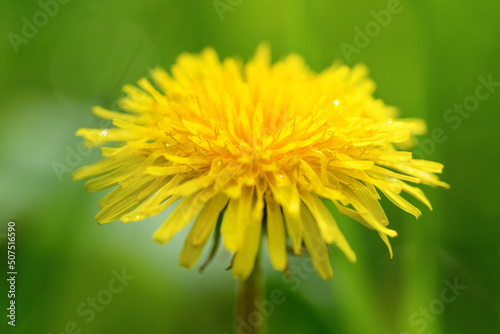 Yellow dandelion flower on a green background  close up. Spring floral background