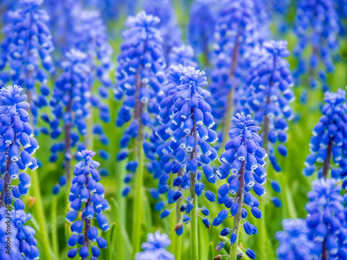 close-up of hyacinth