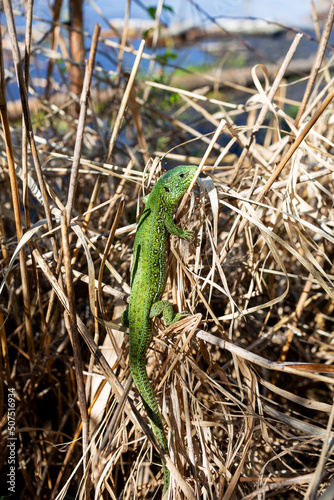 green lizard