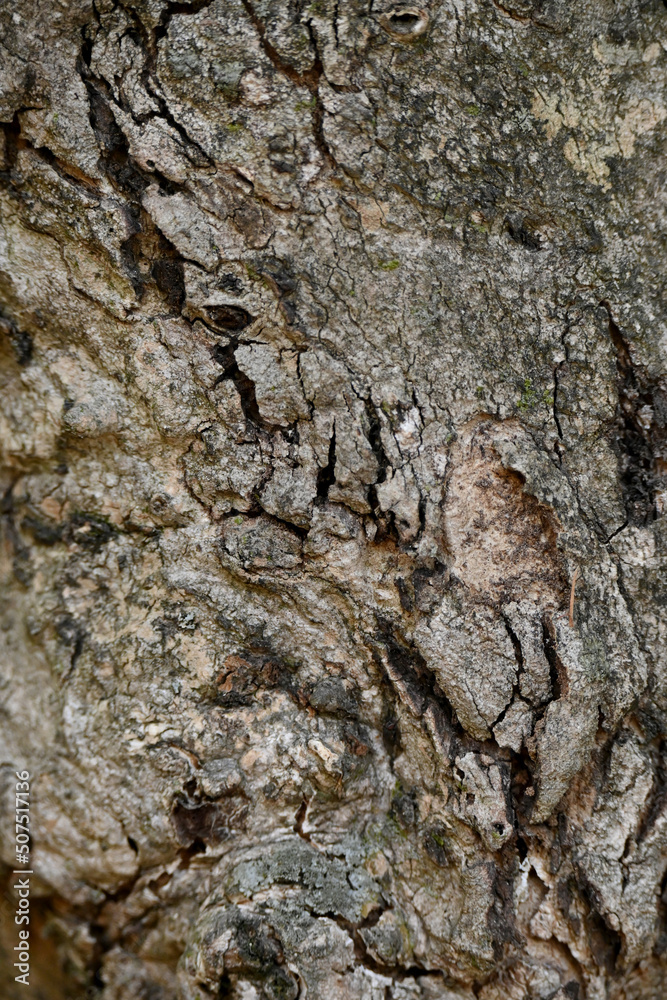 closeup the old brown tree soft focus natural grey brown background. closeup the old brown tree soft focus natural grey brown background.