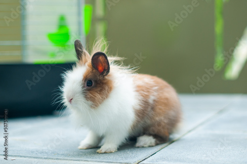 Cuadro en lienzo Un joli lapin nain - cage