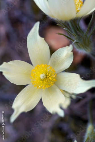 spring crocus flowers
