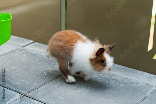 Un joli lapin nain - cage