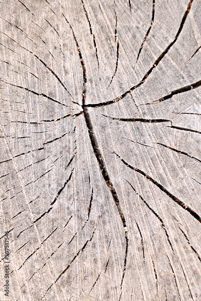 closeup the cut pat of brown tree soft focus natural grey brown background. closeup the cut pat of brown tree soft focus natural grey brown background.