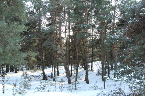 Pine forest in snowdrifts