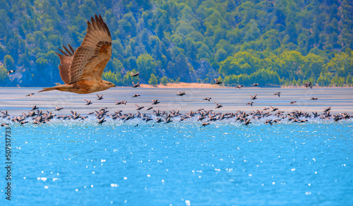 Red-Tailed hawk on his prey, predator attack duck in the lake photo