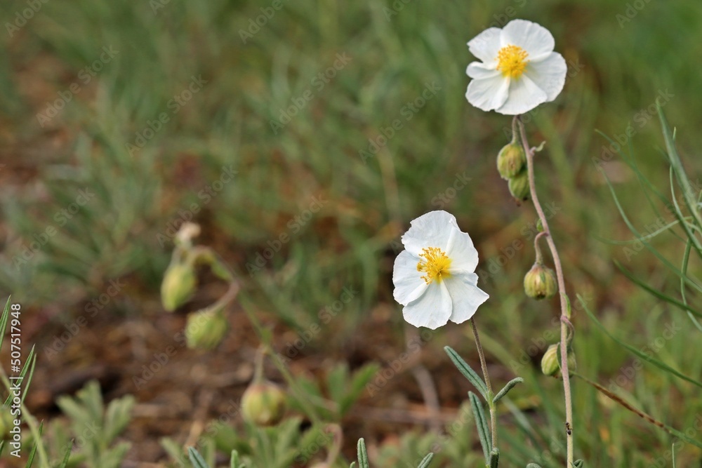 Apenninen-Sonnenröschen (Helianthemum apenninum) in Mainfranken Apenninen-Sonnenröschen (Helianthemum apenninum) in Mainfranken