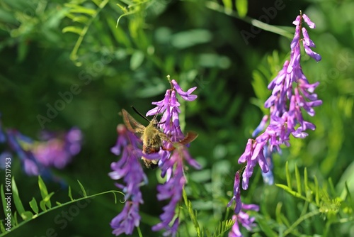 Hummelschw  rmer  Hemaris fuciformis  an Vogelwicke