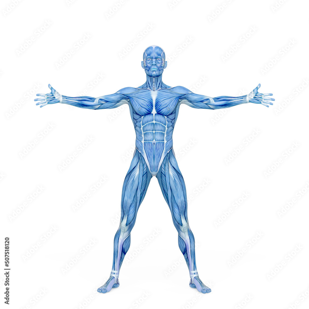 average man muscle maps is with arms and legs open