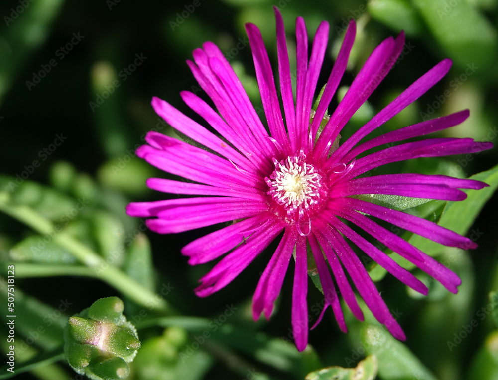 Obraz premium Gros plan sur le cœur de fleur colorée 