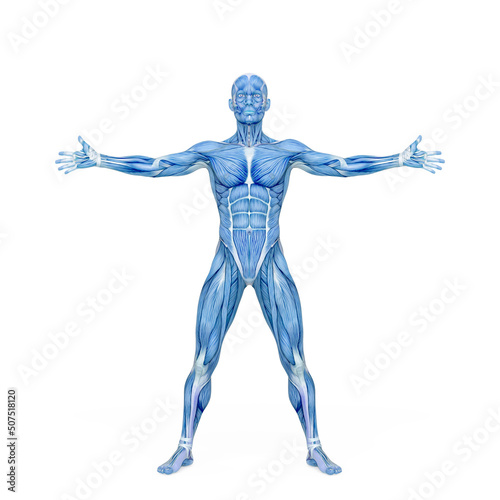 Fototapeta Naklejka Na Ścianę i Meble -  average man muscle maps is with arms and legs open