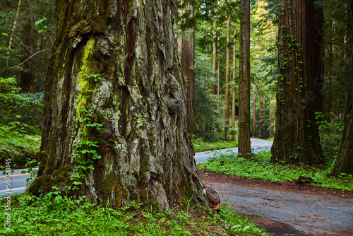 Giant Redwoods next to road through Avenue of Giants in California photo