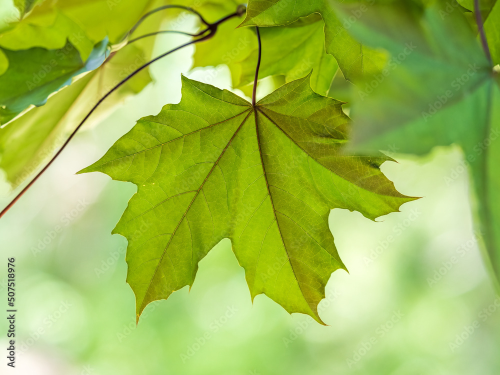 Spring branches of maple tree with fresh green leaves Spring branches of maple tree with fresh green leaves