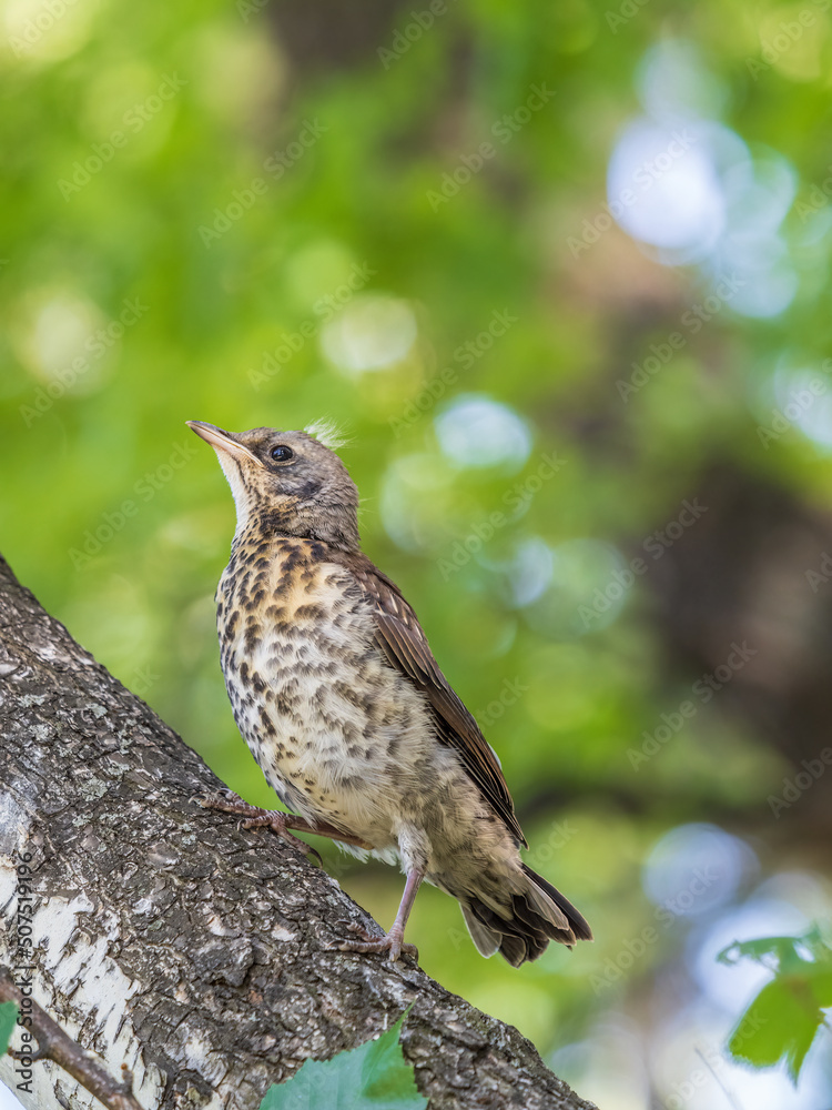 Fototapeta premium A fieldfare chick, Turdus pilaris, has left the nest and is sitting on a branch. A chick of fieldfare sitting and waiting for a parent on a branch.