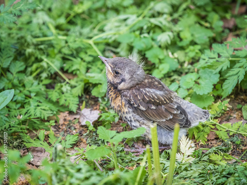 Wallpaper Mural A fieldfare chick, Turdus pilaris, has left the nest and sitting on the spring lawn. A fieldfare chick sits on the ground and waits for food from its parents. Torontodigital.ca