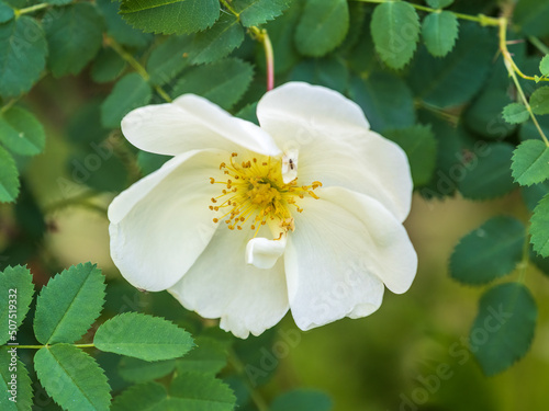 Flowering rosehip bush on a sunny summer day, close-up. Delicately white flowers on a branch of rose hips.