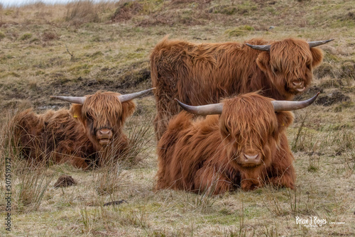 Foto three highland cows taken on the isle of mull