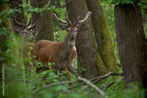 Stado jeleni ukryte w lesie