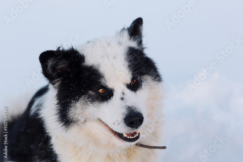 dog in snow