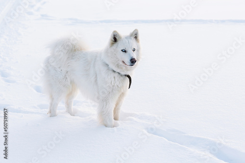 white dog in snow