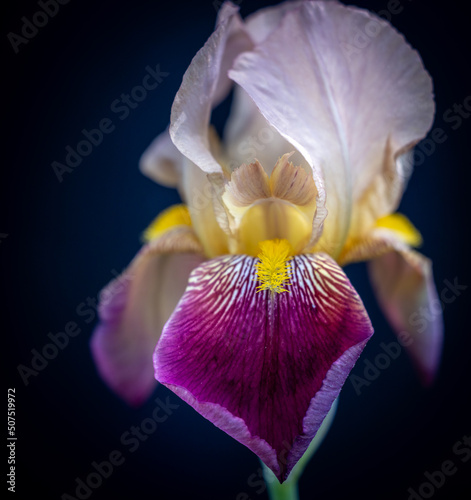 Fototapeta Naklejka Na Ścianę i Meble -  iris flower isolated on black
