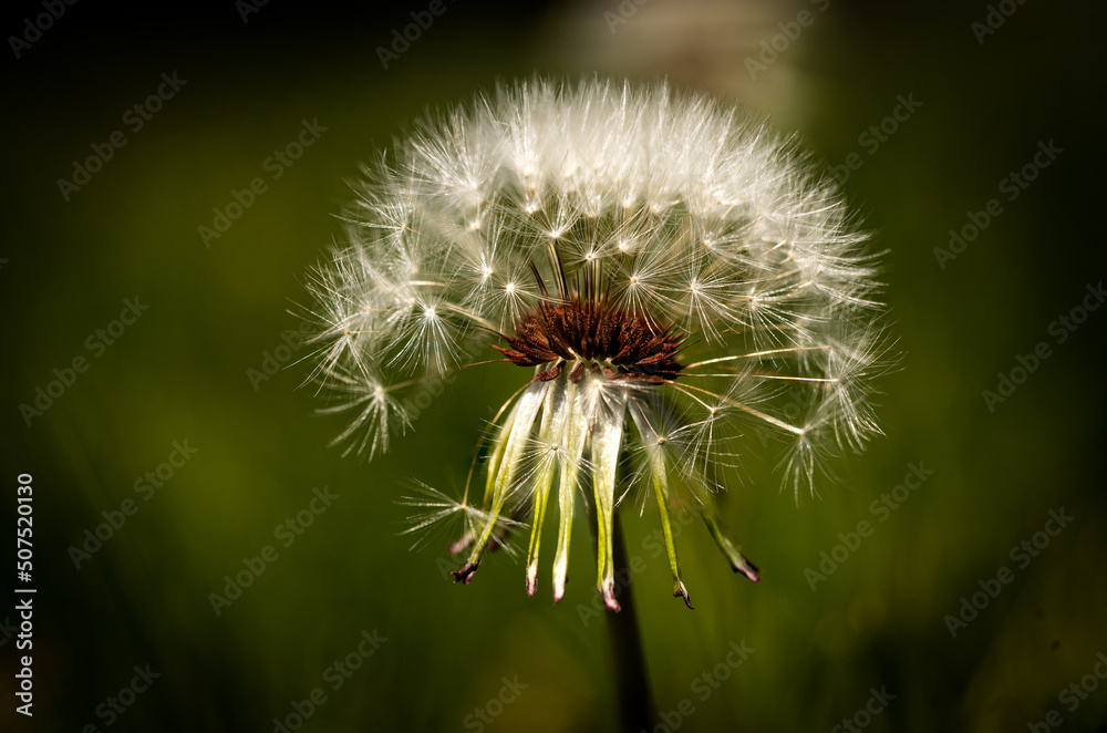 Fototapeta premium dandelion on a green background